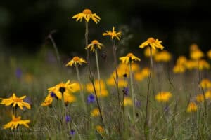 Arnica montana