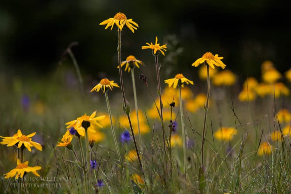 Arnica montana