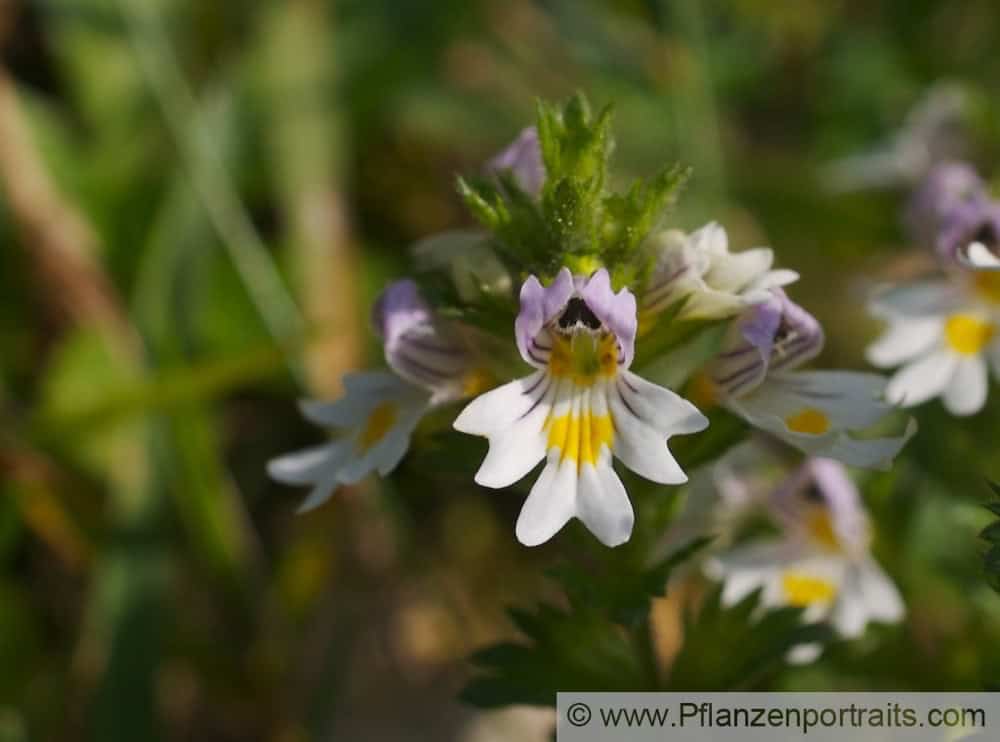 Euphrasia