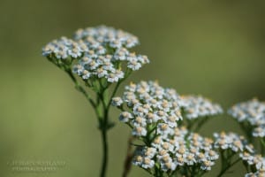 achillea millefolium