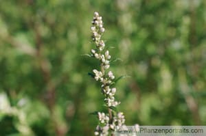 artemisia vulgaris