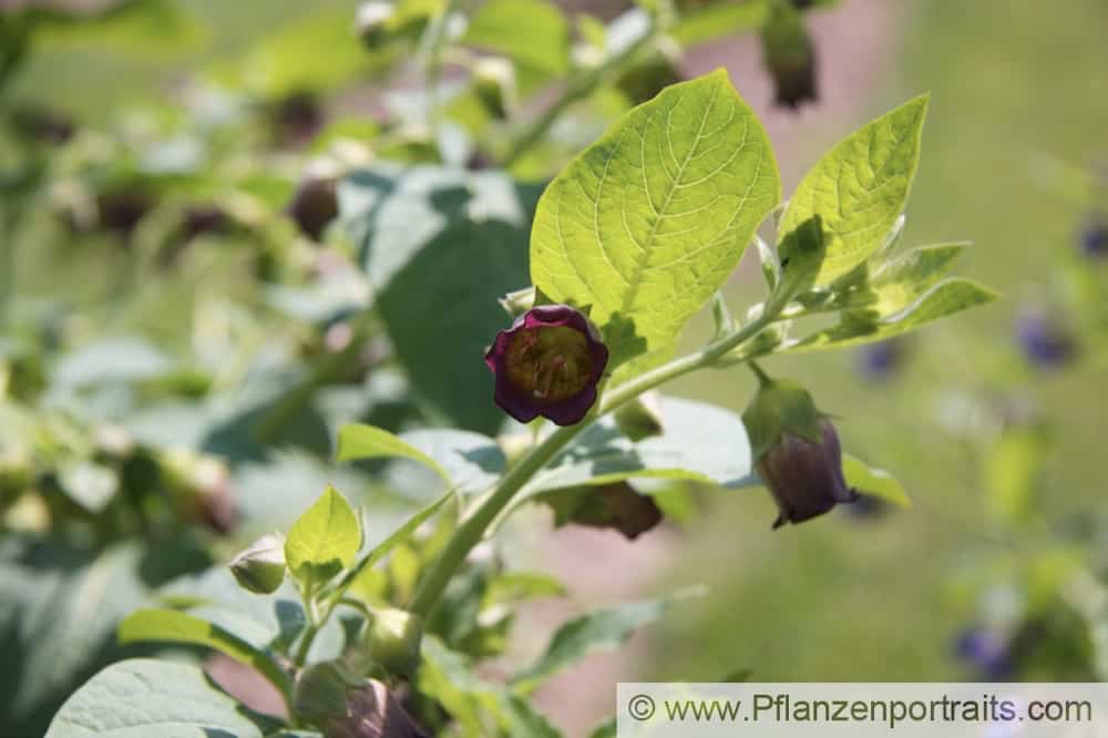 Belladonna