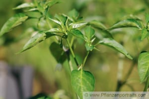 capsicum annuum