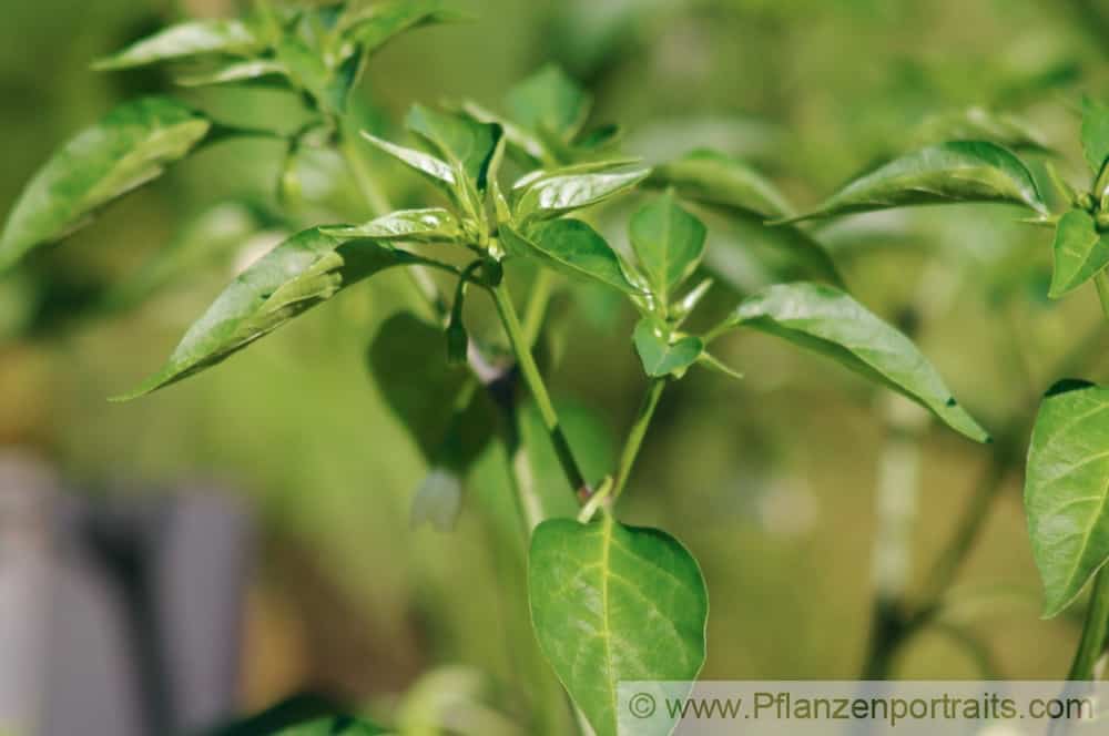 Capsicum