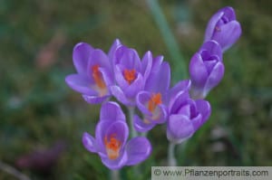 crocus