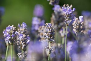 lavandula-angustifolia-echter-lavendel-english-lavender