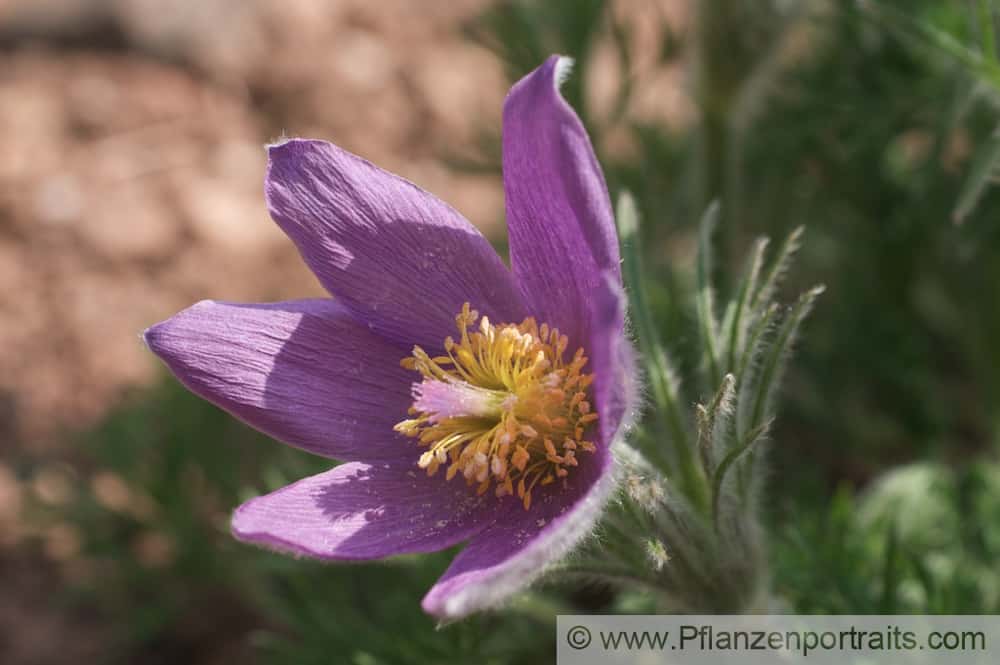 Aconite