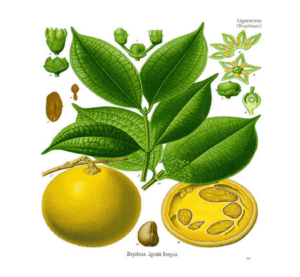 Ignatia Amara