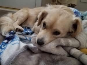 Sad Dusty, experiencing fear and pain