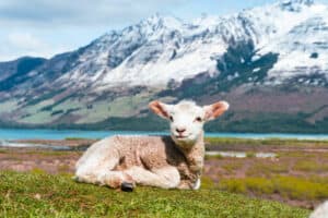 Mary had a little lamb that she treated with homeopathy